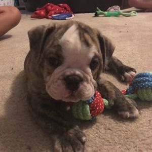 Meet your Posher, Mia